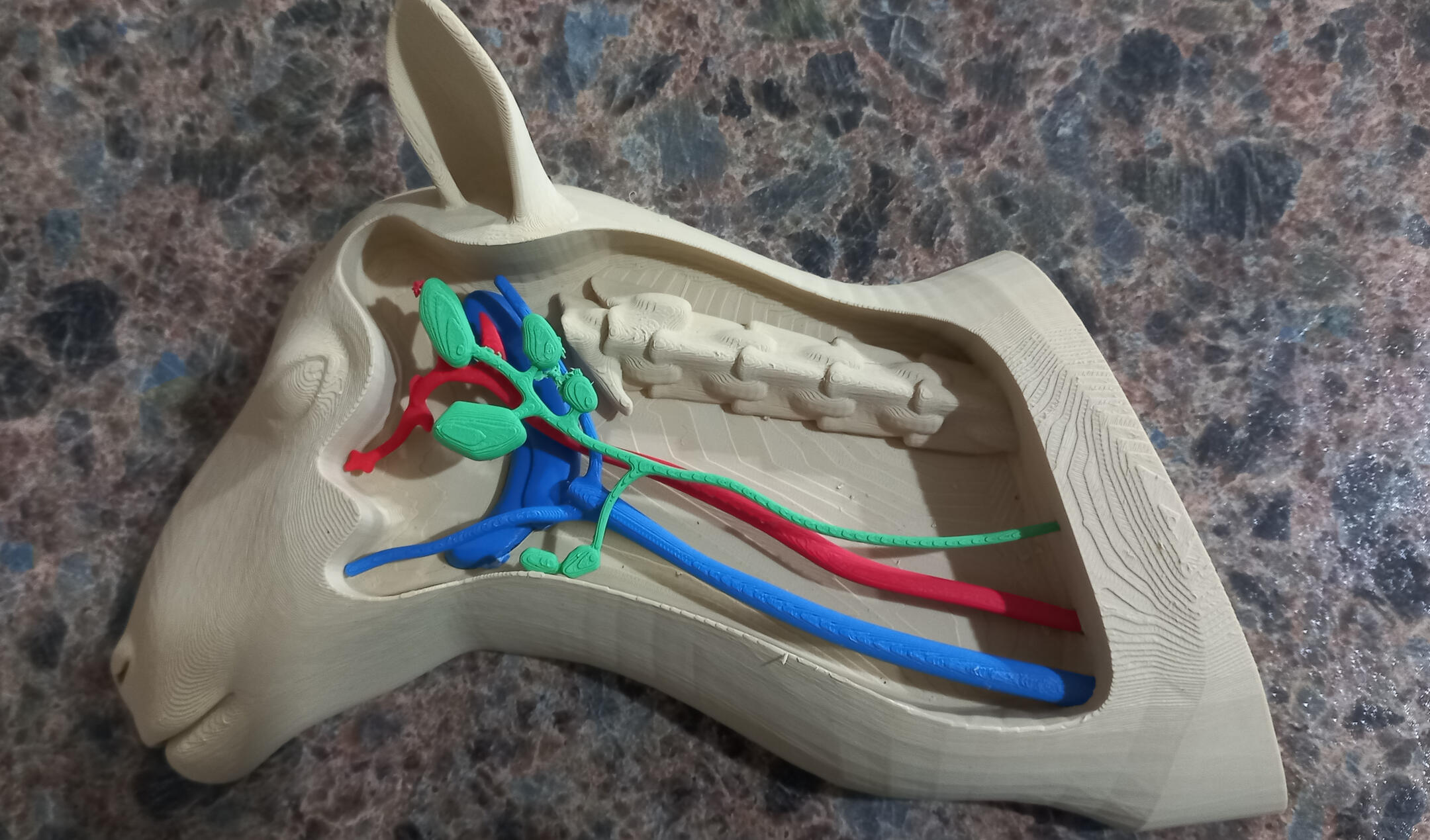 OJD vaccination site